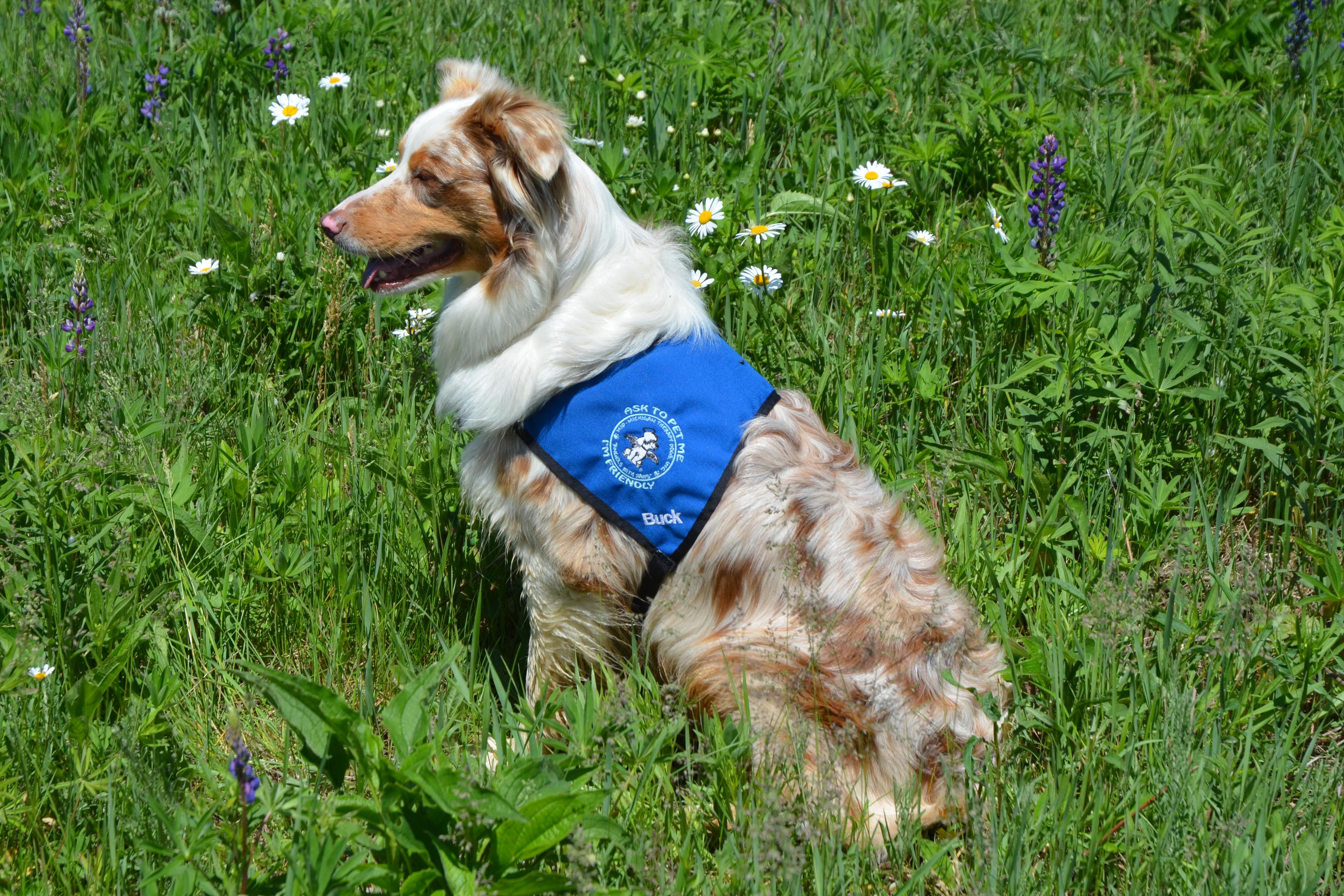 Buck therapy dog